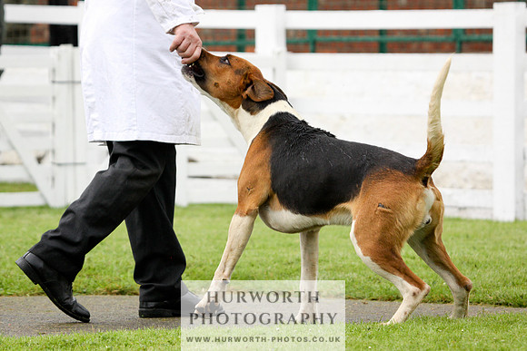 Hurworth Puppy Show 216