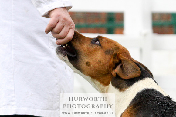 Hurworth Puppy Show 217