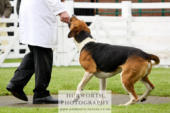 Hurworth Puppy Show 218