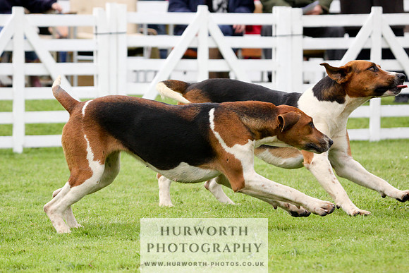 Hurworth Puppy Show 219