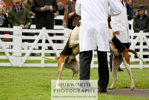 Hurworth Puppy Show 220