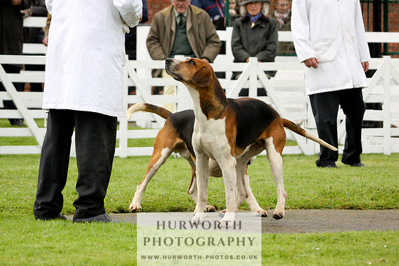 Hurworth Puppy Show 221