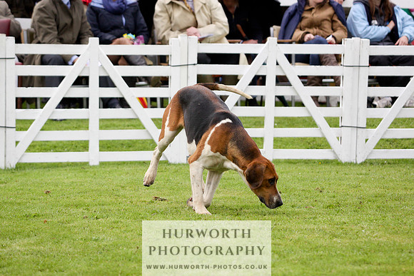 Hurworth Puppy Show 222