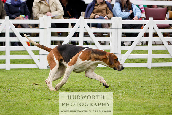 Hurworth Puppy Show 223