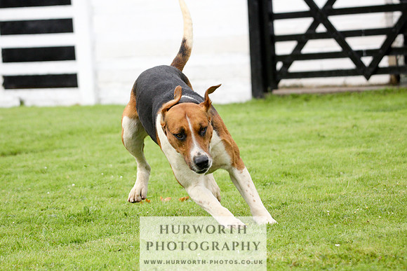 Hurworth Puppy Show 224