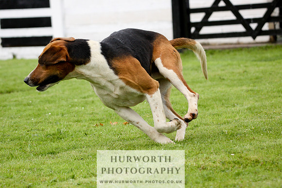 Hurworth Puppy Show 225