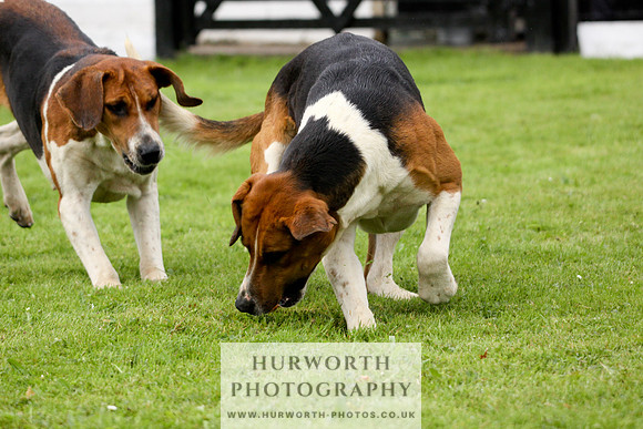 Hurworth Puppy Show 226