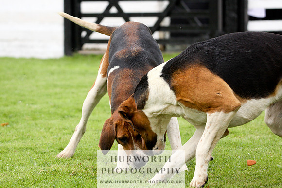 Hurworth Puppy Show 227