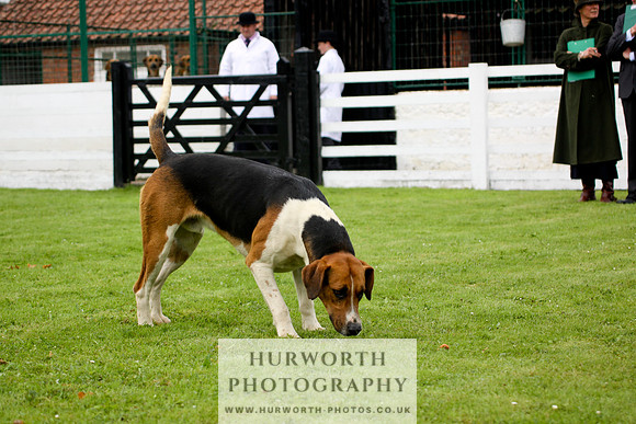 Hurworth Puppy Show 228