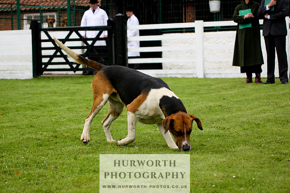 Hurworth Puppy Show 229