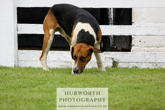 Hurworth Puppy Show 230