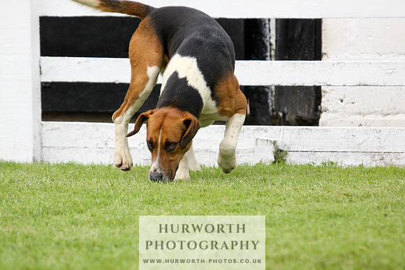 Hurworth Puppy Show 231