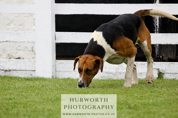 Hurworth Puppy Show 232