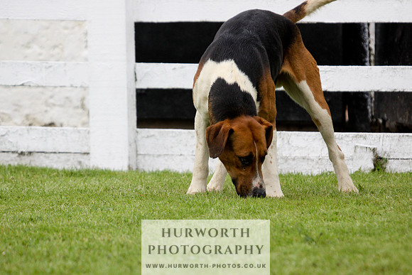 Hurworth Puppy Show 233