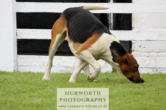 Hurworth Puppy Show 234