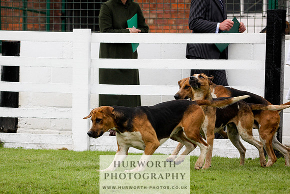 Hurworth Puppy Show 236