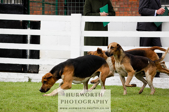 Hurworth Puppy Show 237