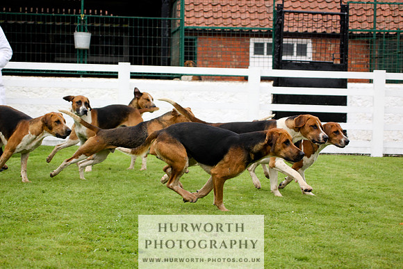 Hurworth Puppy Show 238