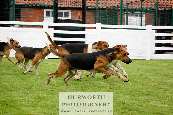 Hurworth Puppy Show 239