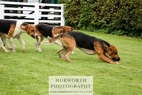 Hurworth Puppy Show 240