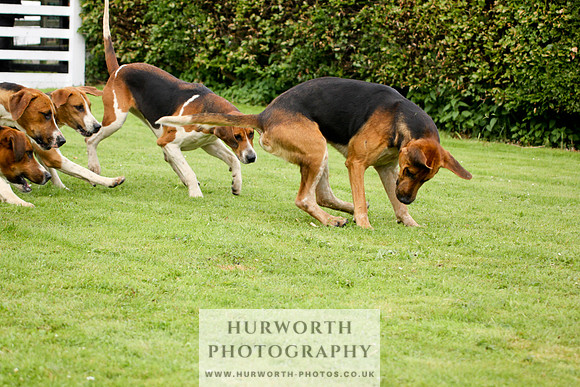 Hurworth Puppy Show 241