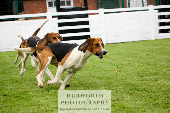 Hurworth Puppy Show 242