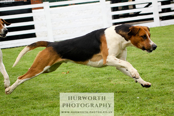 Hurworth Puppy Show 243