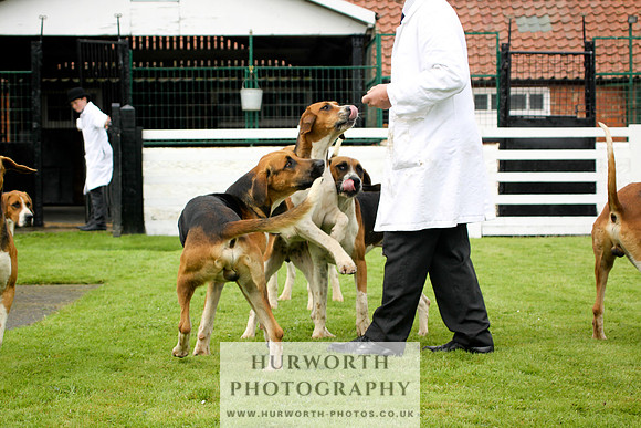 Hurworth Puppy Show 244