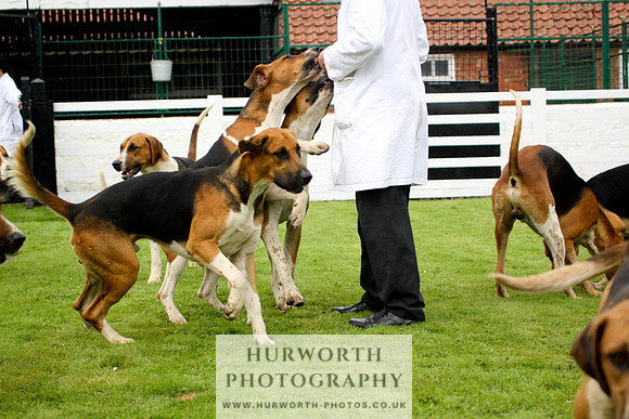 Hurworth Puppy Show 245