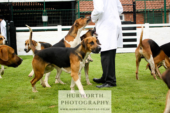 Hurworth Puppy Show 246