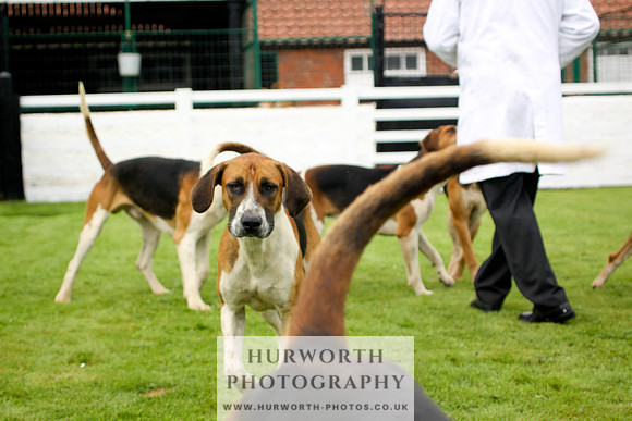 Hurworth Puppy Show 247