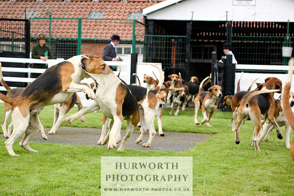 Hurworth Puppy Show 248