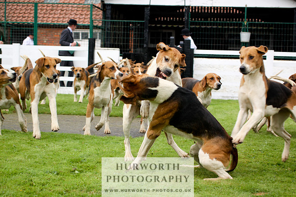 Hurworth Puppy Show 250
