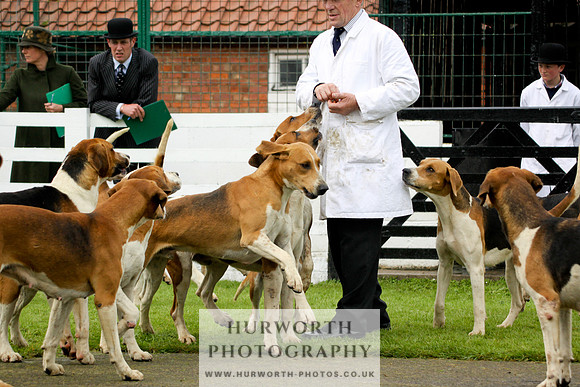Hurworth Puppy Show 251