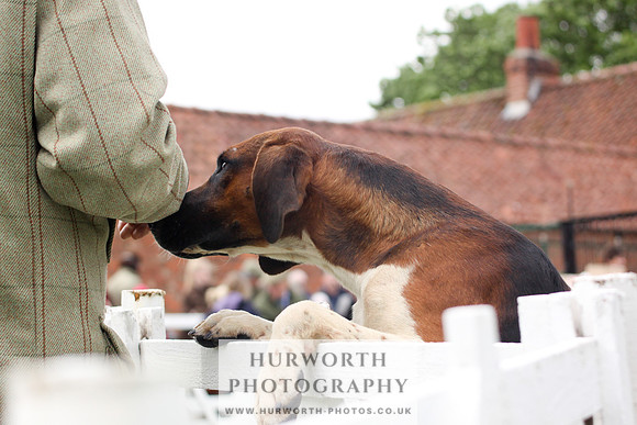 Hurworth Puppy Show 253