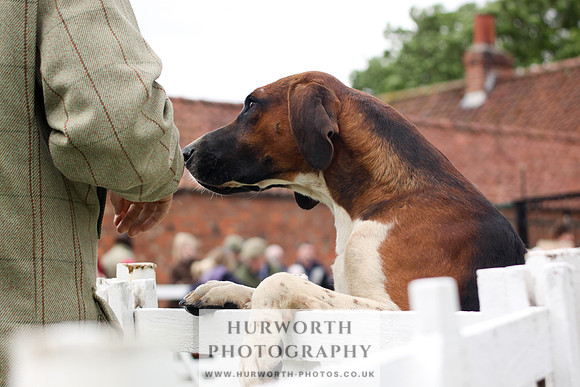Hurworth Puppy Show 254