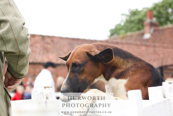 Hurworth Puppy Show 256