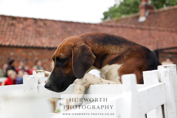 Hurworth Puppy Show 258