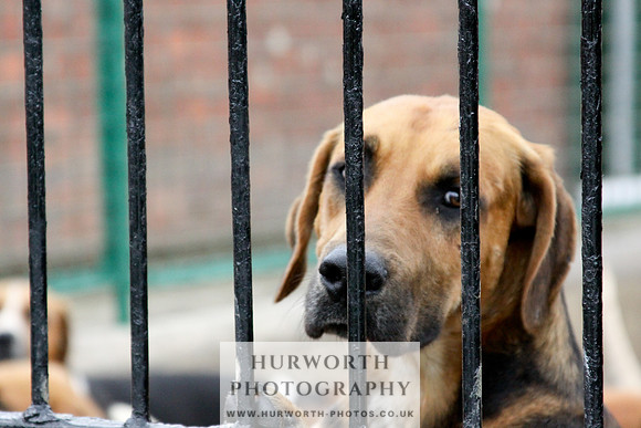 Hurworth Puppy Show 279