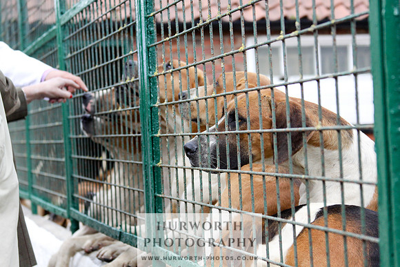 Hurworth Puppy Show 280