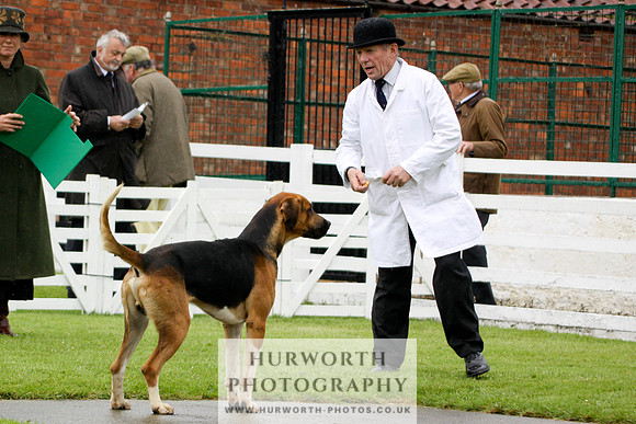 Hurworth Puppy Show 011