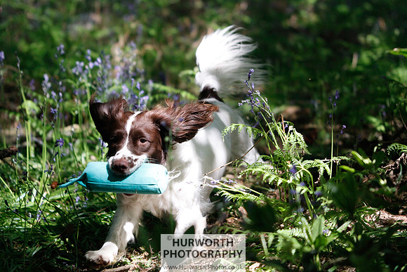 Spaniel Retrieving in the woods