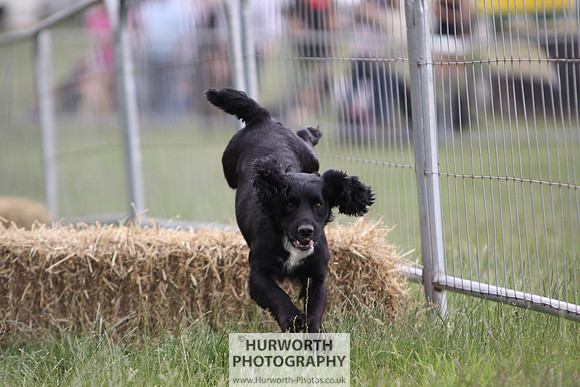 Raby Castle Game Fair 006
