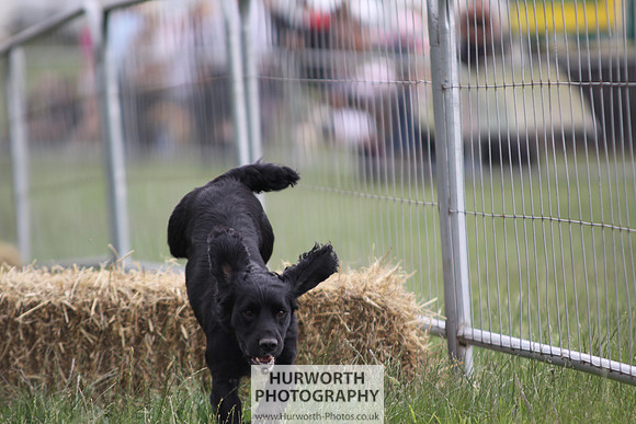 Raby Castle Game Fair 007