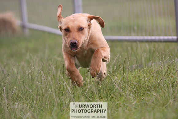 Raby Castle Game Fair 008