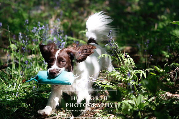 Yorkshire Game Fair 020