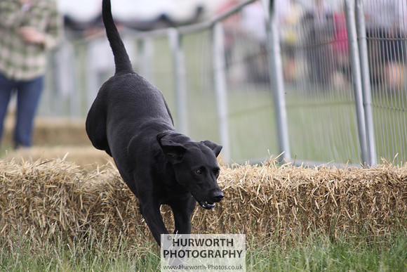 Raby Castle Game Fair 011
