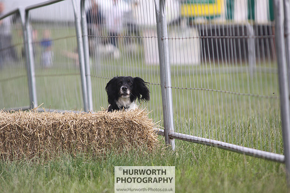 Raby Castle Game Fair 013