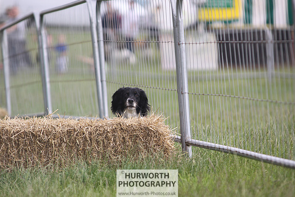 Raby Castle Game Fair 014