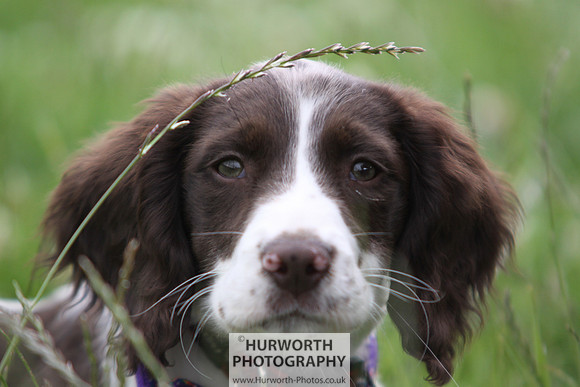 Raby Castle Game Fair 021